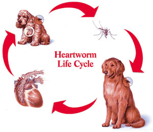 The Heartworm Life Cycle